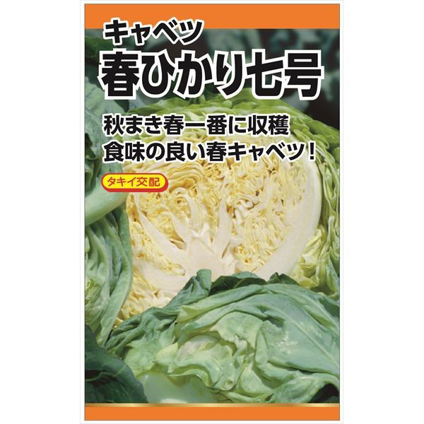 ニチノウのタネ タキイ交配 春ひかり七号（キャベツ） 日本農産種苗 4960599262301 1セット（5袋入）（直送品）