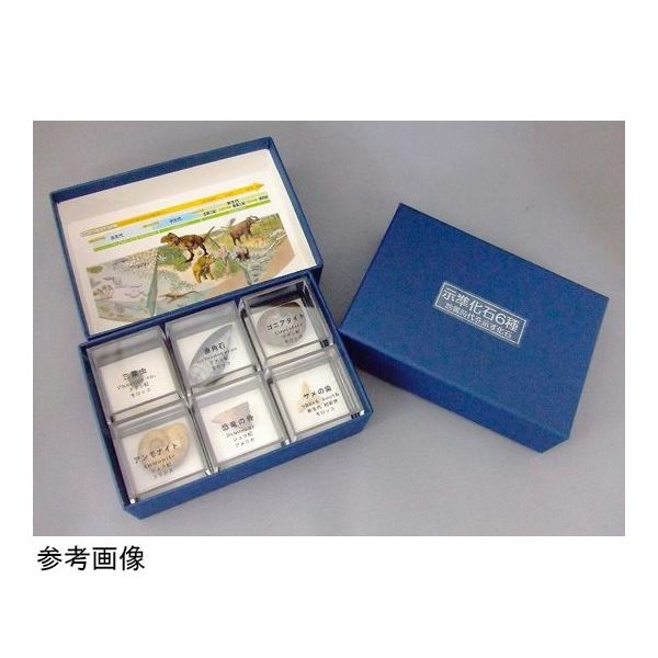 アズワン 示準化石 6種 67-8047-09 1箱（直送品）