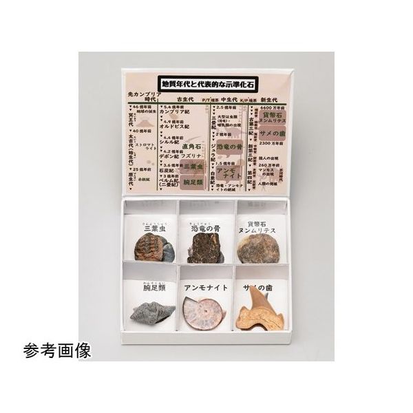 アズワン ミニ標本シリーズ 示準化石6種セット(高等学校用) 67-8047-18 1箱（直送品）