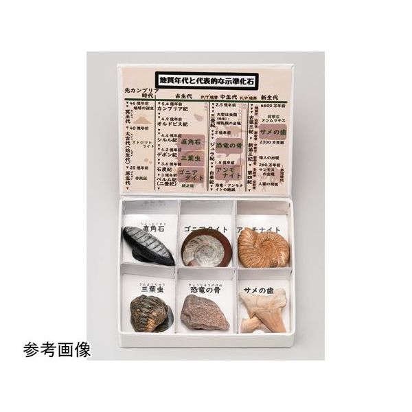 注目の福袋！ アズワン 1箱 67-8047-17 示準化石6種セット ミニ標本シリーズ コレクション