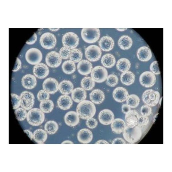 GVS 細胞培養基材 球状 4400cm2/g 1箱(40ボトル入) CELCUFG100050S 1箱(40ボトル) 65-9407-72（直送品）