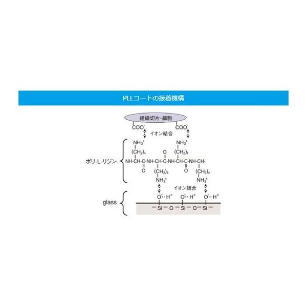 松浪硝子工業 スライドグラス 白縁磨フロストPLL No.1 100枚入 S7111 1箱(100枚) 67-8065-13（直送品）