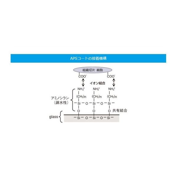 松浪硝子工業 スライドグラス 水縁磨フロストAPS 1.2~1.5mm 厚 100枚入 S8216 1箱(100枚) 67-8065-45（直送品）