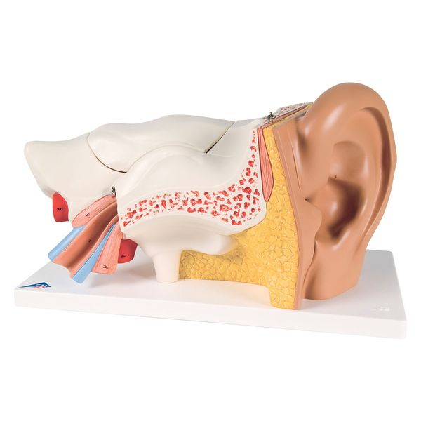 3B Scientific 平衝聴覚器モデル(アドバンス型) 11211500 E11 (34X16X19CM) 1台（直送品）