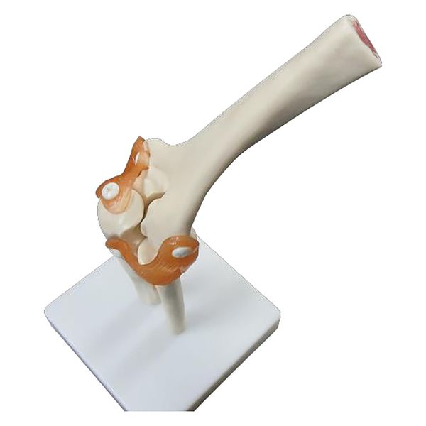 NGD 実物大 靭帯付き肘模型 25555700 2000319991004 1台（直送品）