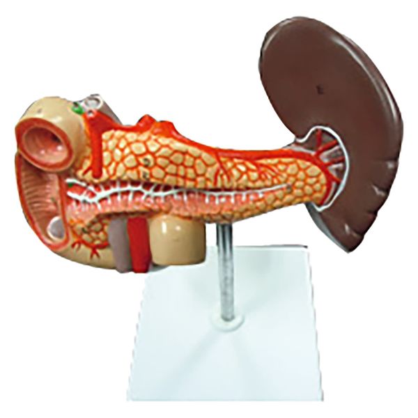 NGD 膵臓・脾臓・十二指腸模型 25556300 2000320000009 1台（直送品）