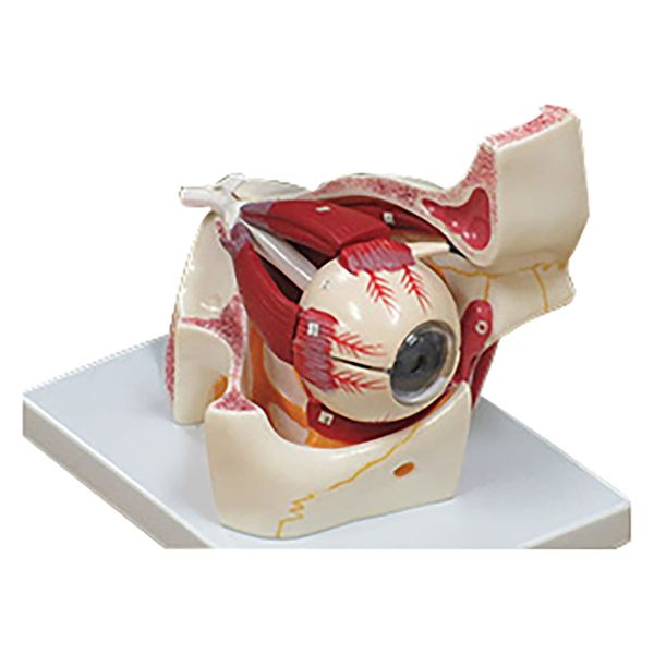 NGD 眼球眼窩3倍拡大モデル 25556600 2000320003000 1台（直送品）