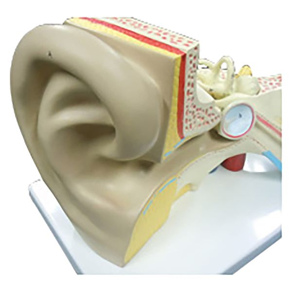 NGD 3倍拡大 耳模型 25557100 2000320004007 1台（直送品）