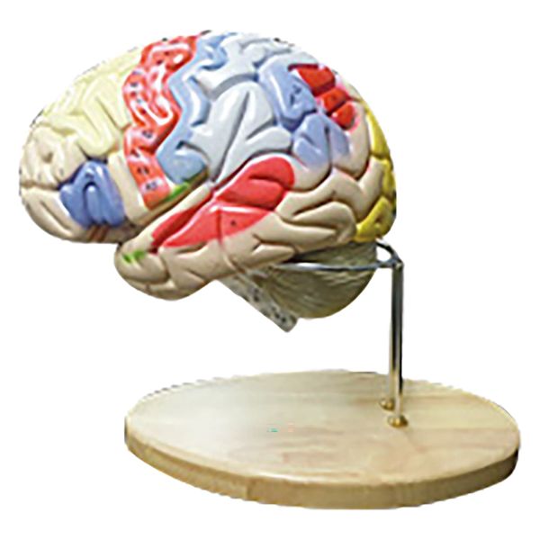 NGD 脳実質 2倍拡大 領域解説模型 25556700 2000320008005 1台（直送品）
