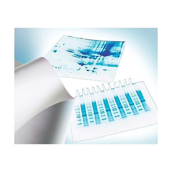 メルク ImmobilonーP PVDF 0.45μm 20x20cm sheet 10/Pk 10PK IPVH20200 1個(10個)（直送品）