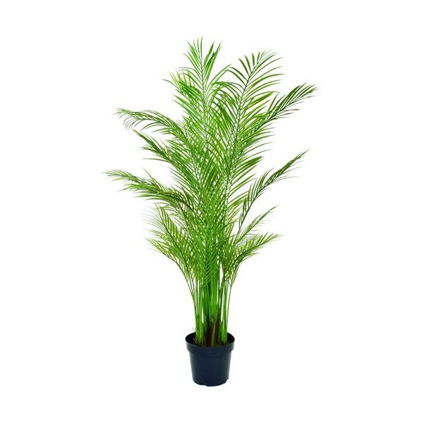 グローベン 人工樹木 リフェイクグリーン アレカヤシ大 専用鉢付 A70TR125 1本 679-0226（直送品）