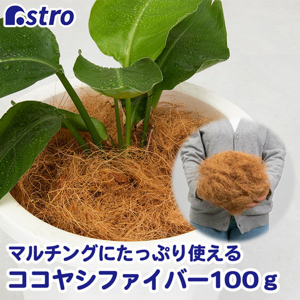 ココスヤシ【24-481】 敬老の日』には縁起の良いがま口を | AYANOKOJI | あやの小路