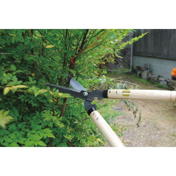 カイドウさま ドライガーデン 4点セット 鉢ごと発送 カイドウ