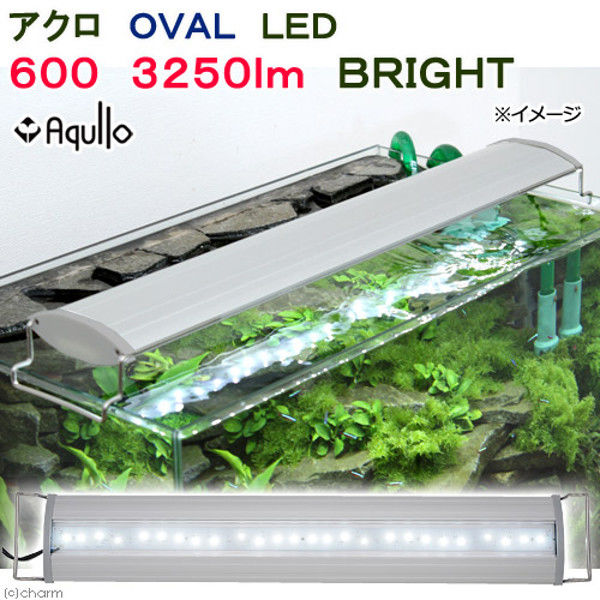 Aqullo（アクロ） OVAL LED 600 3250lm BRIGHT Series 60cm水槽用照明 274075 1個（直送品）