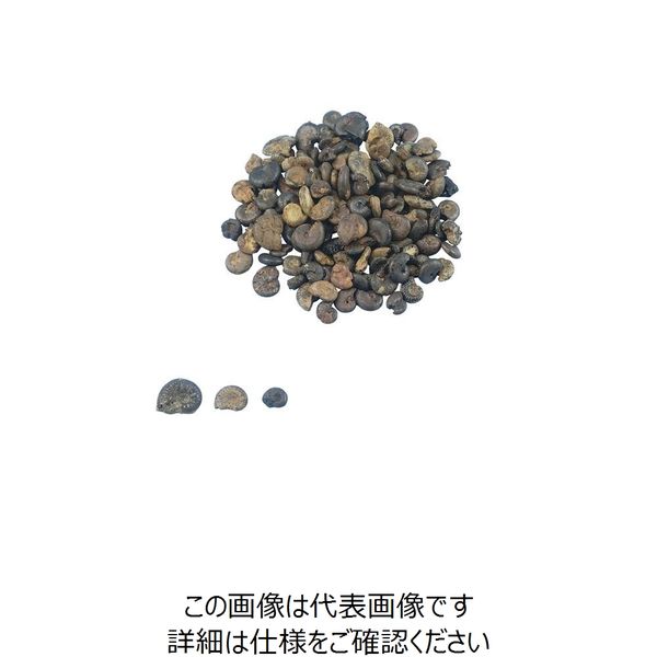 ナリカ 実習用化石標本 アンモナイト L55-3626 1セット(4セット)（直送品） - アスクル