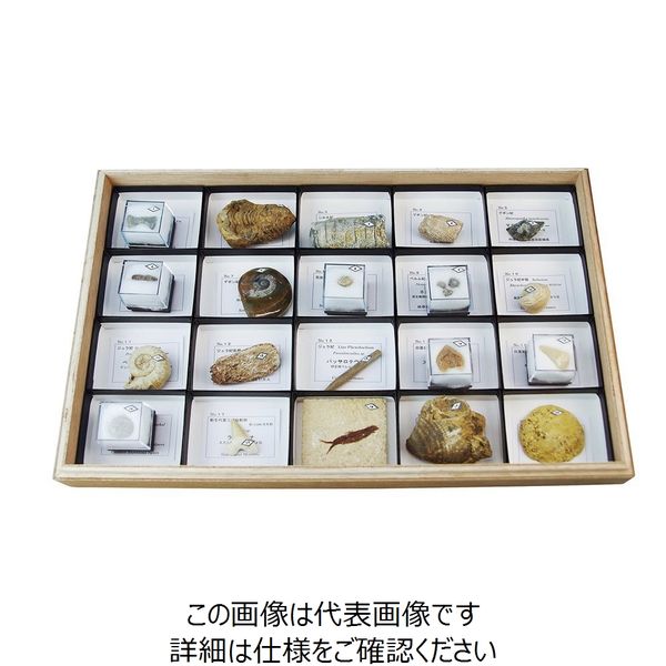 遼寧省産ザリガニの化石・205g（中国産化石標本） 遼寧省産ザリガニの化石・205g（中国産化石標本） - メルカリ