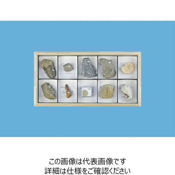 ナリカ 化石標本(高等学校用) F-10H 10種 L55-3710 1セット（直送品 ...