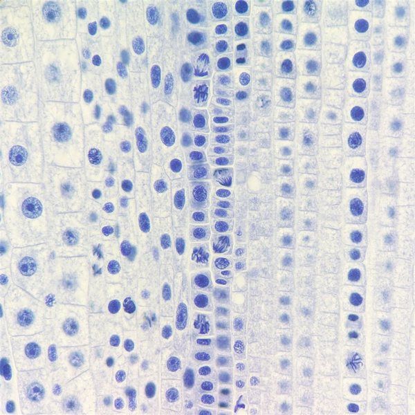 ナリカ 細胞分裂プレパラート タマネギ 5枚組 COーN L55-8008 1セット(10枚:5枚×2セット)（直送品）