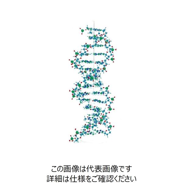 ナリカ モルタロウ分子模型「DNAセット」 M60-1020-02 1セット(2セット)（直送品） - アスクル