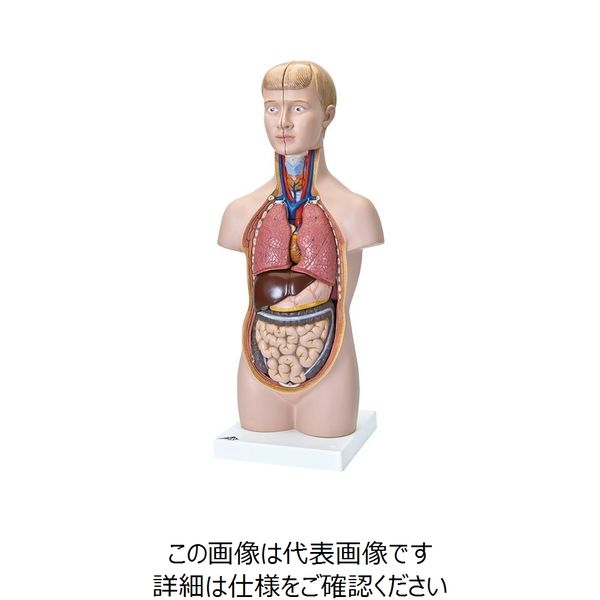 ナリカ 人体解剖模型(トルソ型) Bー22N M60-4035-11 1セット（直送品）