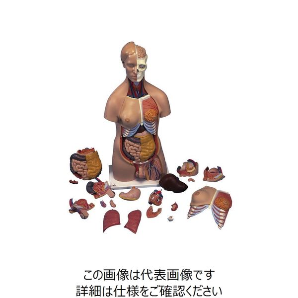 楽天市場】女性の骨盤 人体模型 骨盤模型 骨盤 模型 女性 子宮膣