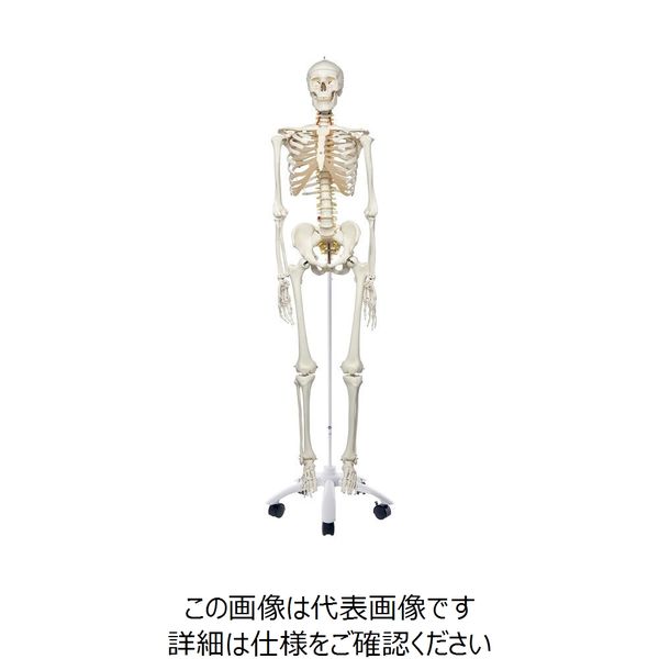 ナリカ 人体骨格模型(脊柱可動型) A15N M60-4072 1セット（直送品 