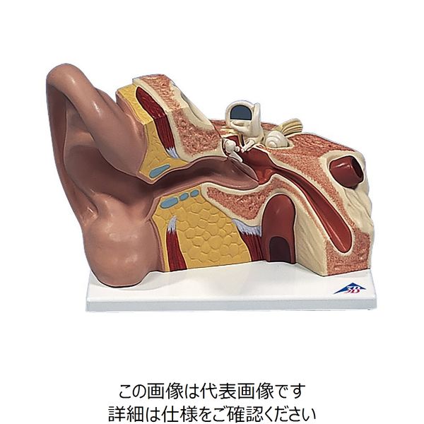 ナリカ 耳の構造模型 VJー513N M60-4132 1個（直送品）