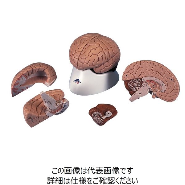 脳の模型 71IgSTkACkS._UF350,350_QL50_.jpg