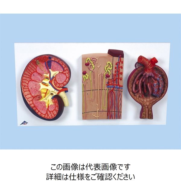 人体の構造と機能　コード付き Medline NON026330 - BAG, PATIENT BELONGING, DRAWSTRING