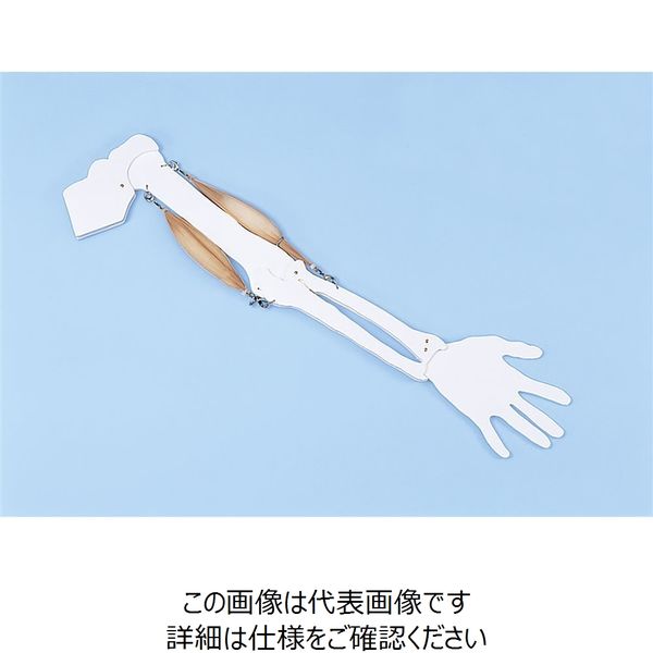 ナリカ 骨格と筋肉の動き実験モデル KBM-1 M60-4559 1セット(2個)（直送品）