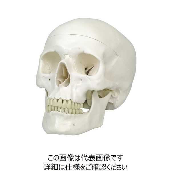 頭蓋骨模型 モリタ 頭蓋の模型 実寸大 ソムソ頭蓋模型 - 人文