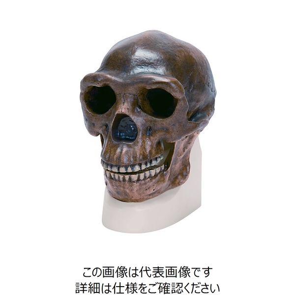 古代人頭蓋骨模型 (古代型ホモサピエンス)VP754N/1