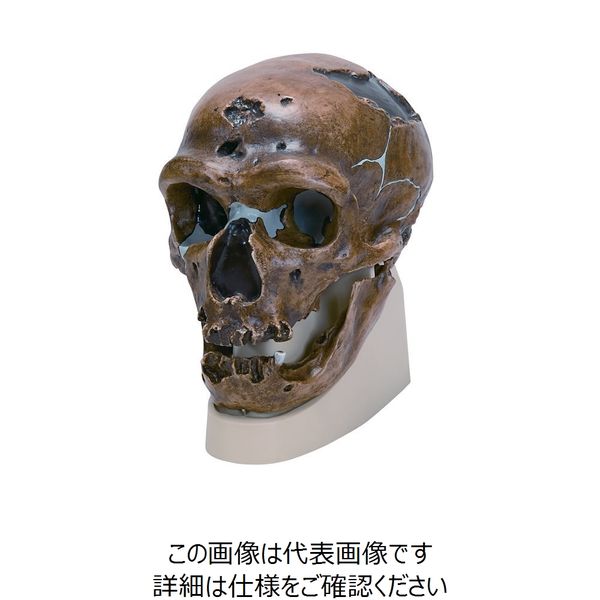 ナリカ 古代人頭蓋骨模型(ネアンデルタール) VP751N/1 M60-4605 1個（直送品）