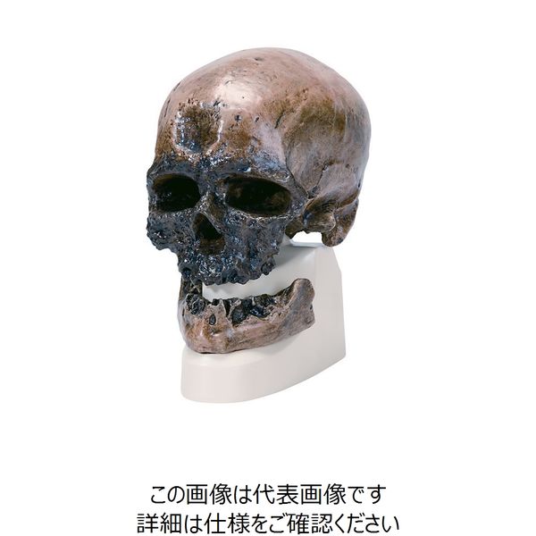 ナリカ 古代人頭蓋骨模型(クロマニヨン人) VP752N/1 M60-4606 1個（直送品）