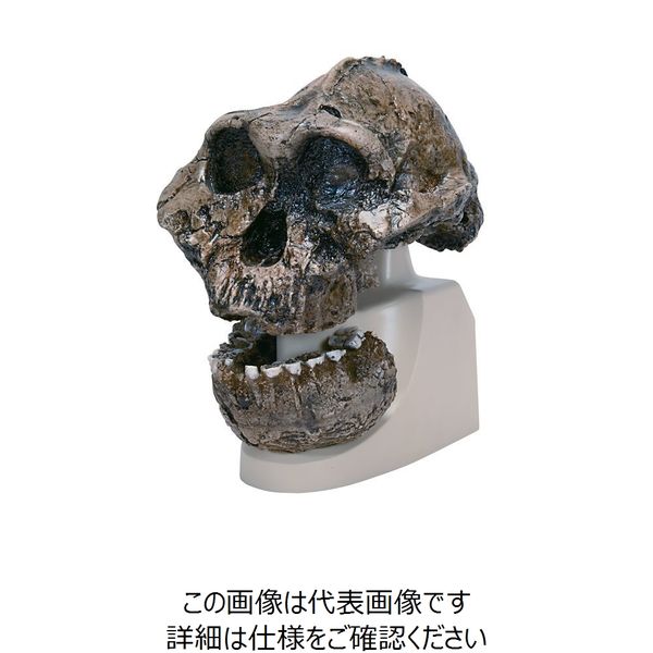ナリカ 古代人頭蓋骨模型(ボイセイ猿人) VP755N/1 M60-4609 1個（直送品）