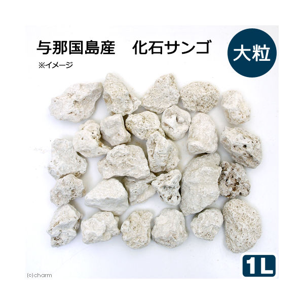 リーフ 化石サンゴ １Ｌ 大粒タイプ カルシウムリアクター用メディア 2250001818281 1個（直送品） アスクル