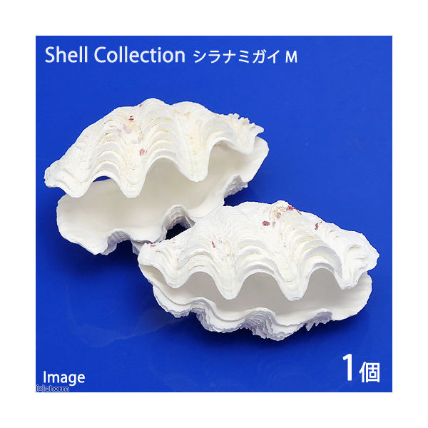手芸パーツ貝殻／shell