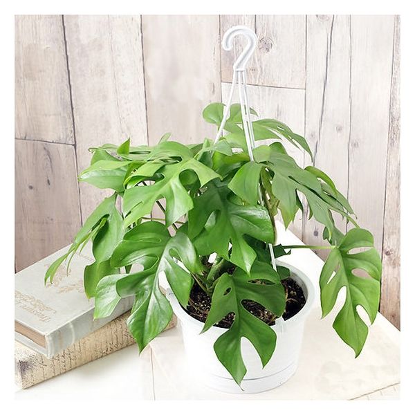 チャーム （観葉植物）ヒメモンステラ 吊り鉢タイプ ５～６号（１鉢） 362157（直送品） - アスクル