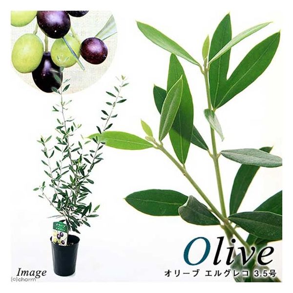 チャーム （観葉植物）果樹苗　オリーブの木　エルグレコ　３．５号（１鉢） 363820（直送品）