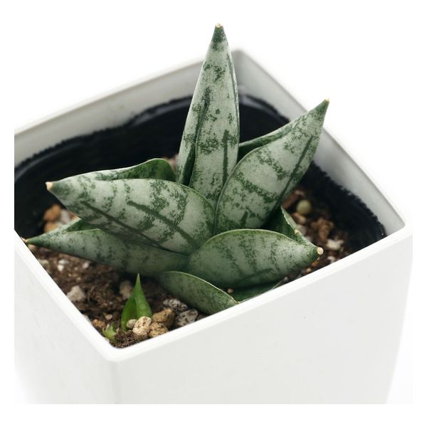 【現品】サンスベリア・ボンセレンシス　8号 (サンセベリア・ボンセレンシス）２Ｔ 楽天市場】☆NEW!【現品・現物】サンスベリア・ボンセレンシス 8