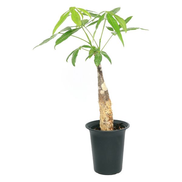 チャーム （観葉植物）パキラ　朴タイプ　６号（１鉢） 69418（直送品）