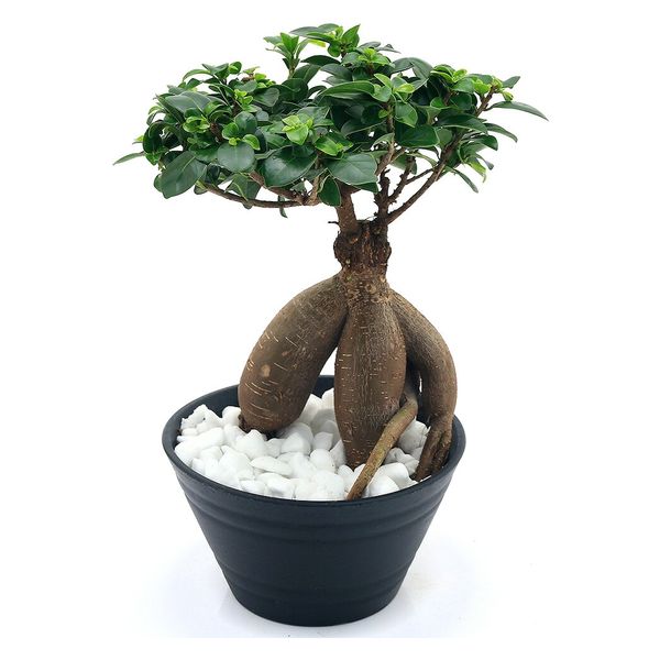 チャーム （観葉植物）ガジュマル 7号（1鉢） 368006（直送品