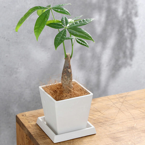 チャーム 【観葉植物】パキラ 4号 ボタニースクエアポット 受皿