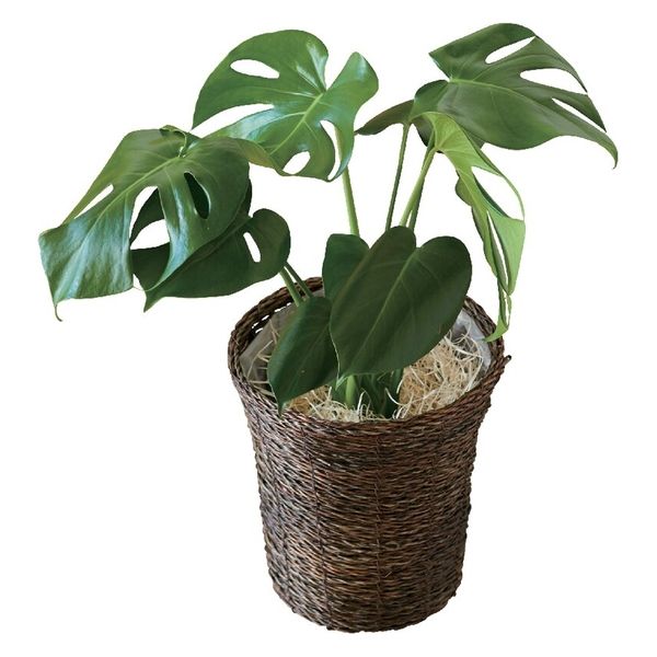 花のギフト社 モンステラ鉢植え 14162838 1個（直送品） - アスクル