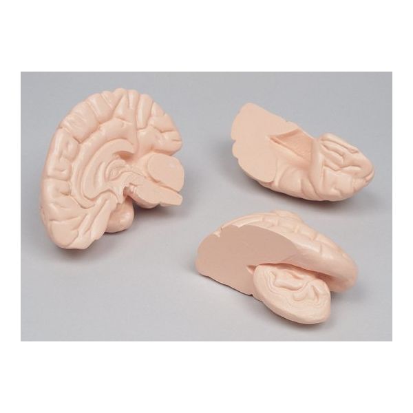 ゆー　美品！モーション解剖アトラス 上肢・体幹編 関節機能解剖学に基づく 整形外科運動療法ナビゲーション 上肢