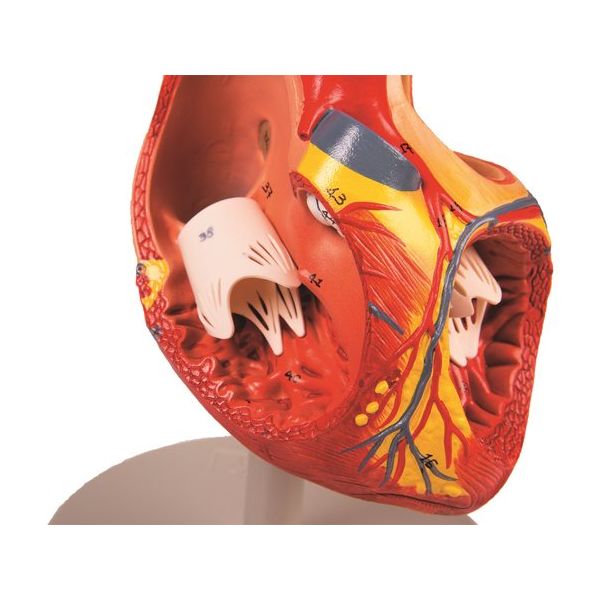 京都科学 心臓モデル2倍大EZー76 K13075-000 1台 67-7097-31（直送品