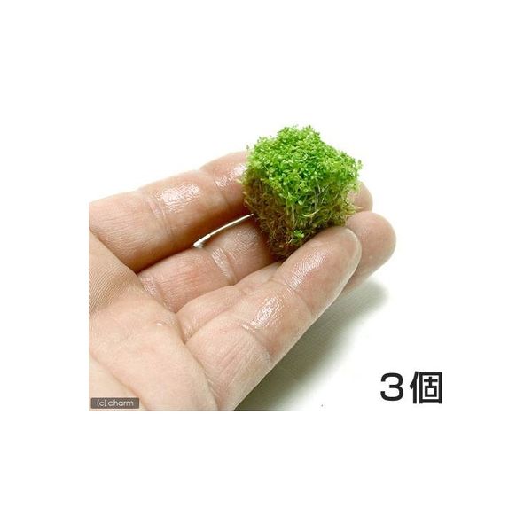 水草）キューバパールグラス（水上葉） キューブタイプSサイズ