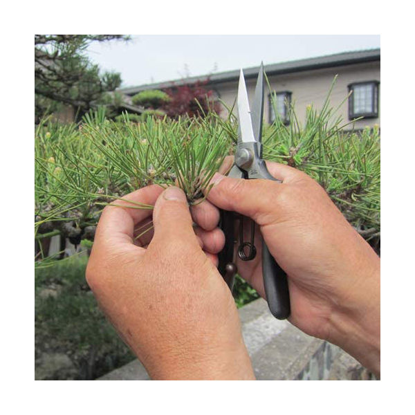 ★入手困難★鋏正宗持ったまんま鋏両刃No.217芽切鋏希少廃盤ガーデニング ☆入手困難☆鋏正宗持ったまんま鋏両刃No.217芽切鋏希少廃盤最高級