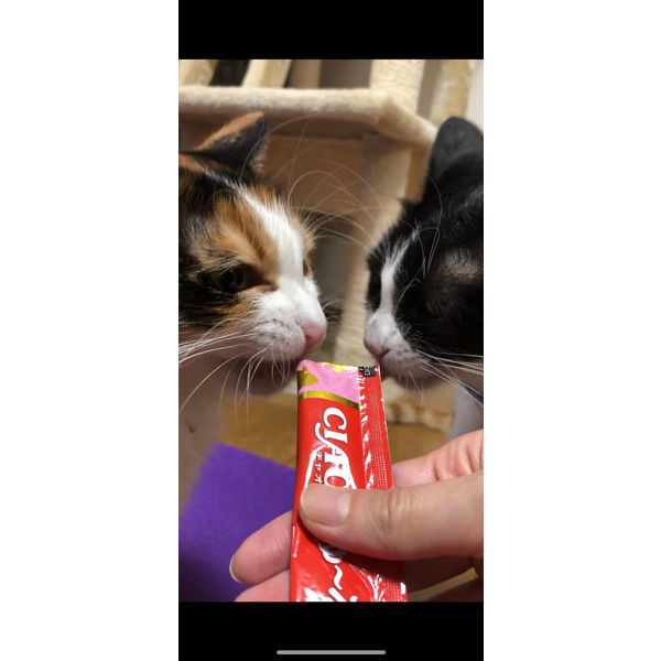 いなば CIAO チャオ ちゅーる 猫 11歳以上 まぐろ・かつお 国産（14g×4