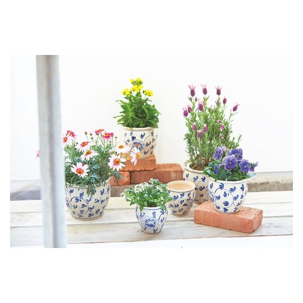 パンダと花の陶器製植木鉢 パンダガジュマル 7号 陶器鉢 観葉植物 ガジュマルの木 多幸の木